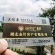 Gold Foil Stamped Matte PVC Transparent Personal Cards Printer Service